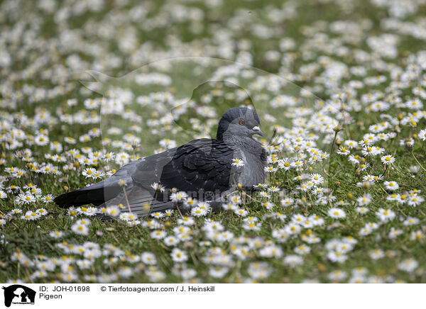 Feldtaube / Pigeon / JOH-01698