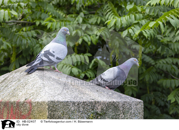 Stadttaube / city dove / HB-02407