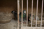 carrier pigeons