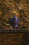 pigeon