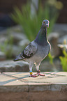 pigeon