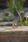pigeon