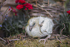 dove chick