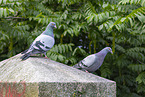 city dove