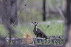 Pileated Woodpecker