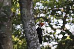 Pileated Woodpecker