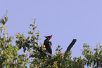 Pileated Woodpecker