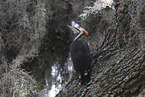 Pileated Woodpecker