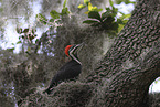 Pileated Woodpecker