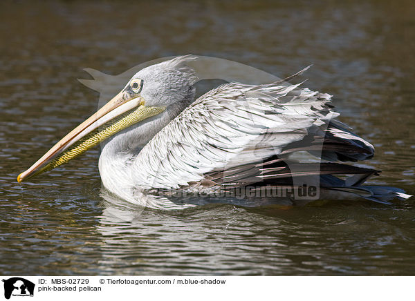 Rtelpelikan / pink-backed pelican / MBS-02729