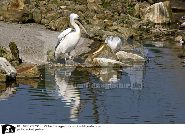 Rtelpelikan / pink-backed pelican / MBS-02731