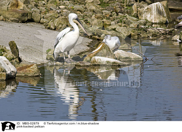 Rtelpelikan / pink-backed pelican / MBS-02879