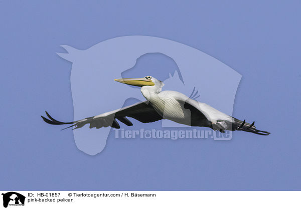 Rtelpelikan / pink-backed pelican / HB-01857