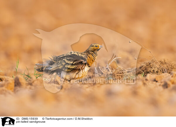 Spieflughuhn / pin-tailed sandgrouse / DMS-15939