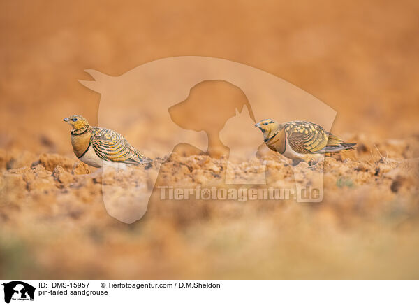 Spieflughuhn / pin-tailed sandgrouse / DMS-15957