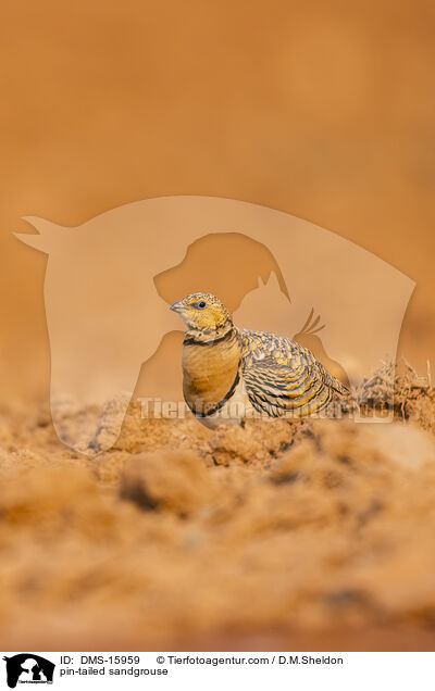 Spieflughuhn / pin-tailed sandgrouse / DMS-15959