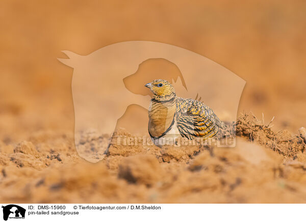 Spieflughuhn / pin-tailed sandgrouse / DMS-15960