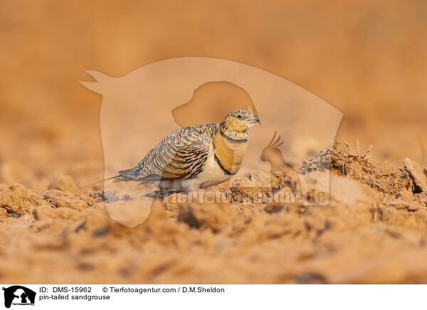 Spieflughuhn / pin-tailed sandgrouse / DMS-15962
