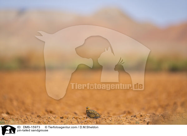 Spieflughuhn / pin-tailed sandgrouse / DMS-15973
