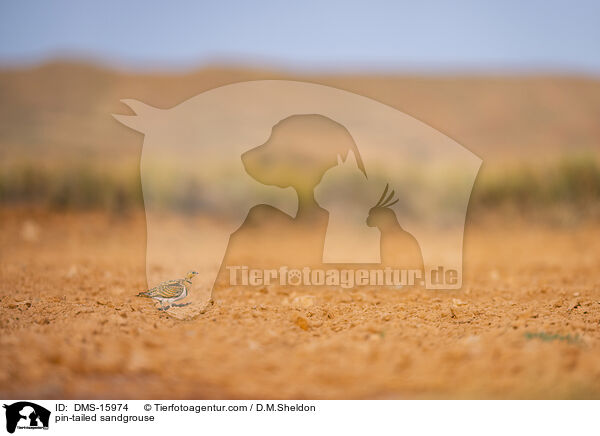 Spieflughuhn / pin-tailed sandgrouse / DMS-15974