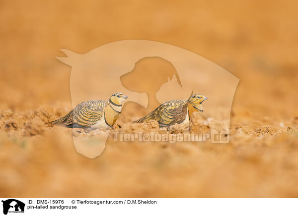 Spieflughuhn / pin-tailed sandgrouse / DMS-15976