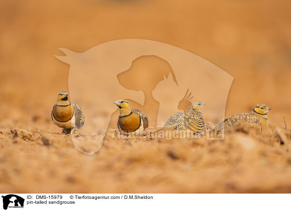 Spieflughuhn / pin-tailed sandgrouse / DMS-15979