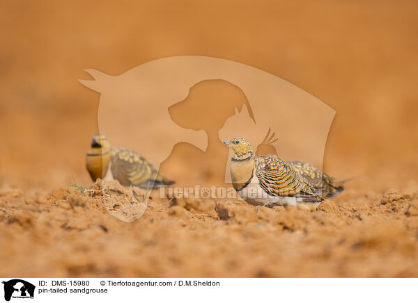 Spieflughuhn / pin-tailed sandgrouse / DMS-15980