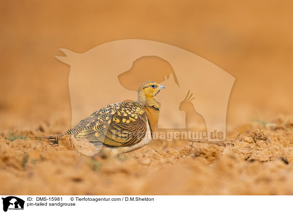 Spieflughuhn / pin-tailed sandgrouse / DMS-15981