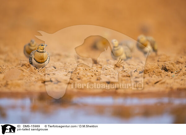 Spieflughuhn / pin-tailed sandgrouse / DMS-15989