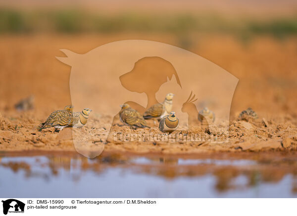Spieflughuhn / pin-tailed sandgrouse / DMS-15990
