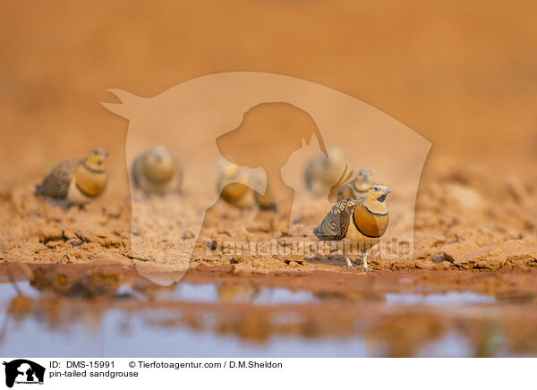 Spieflughuhn / pin-tailed sandgrouse / DMS-15991
