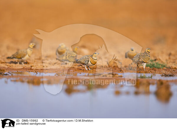 Spieflughuhn / pin-tailed sandgrouse / DMS-15992
