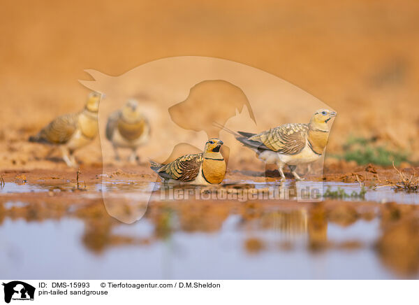 Spieflughuhn / pin-tailed sandgrouse / DMS-15993