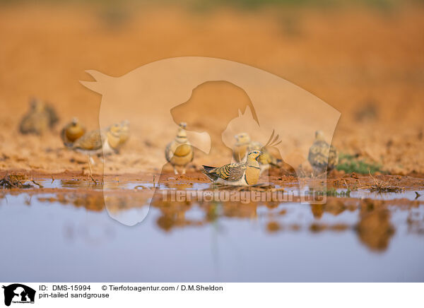 Spieflughuhn / pin-tailed sandgrouse / DMS-15994
