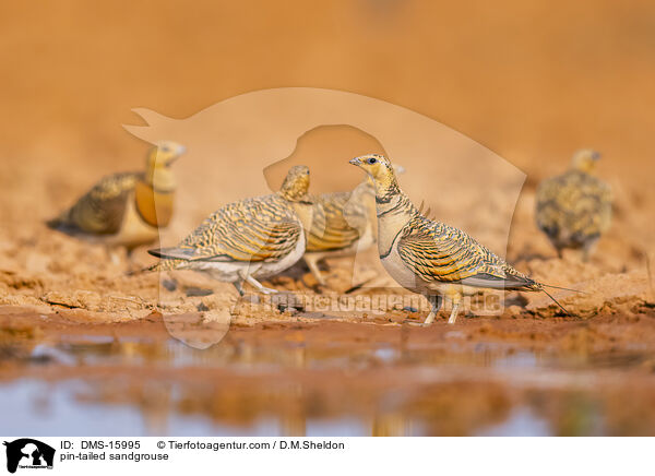 Spieflughuhn / pin-tailed sandgrouse / DMS-15995
