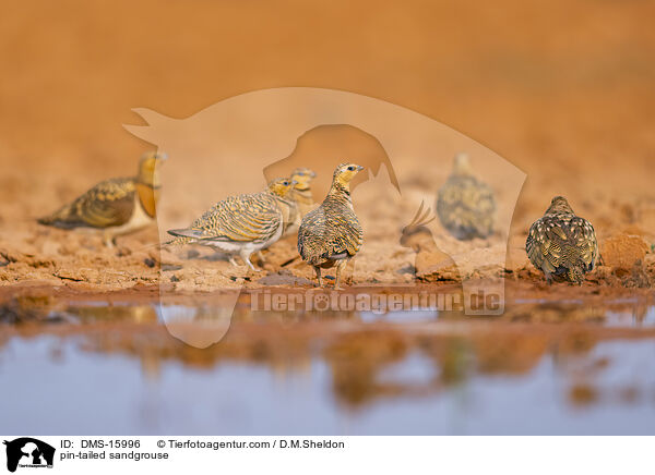 Spieflughuhn / pin-tailed sandgrouse / DMS-15996