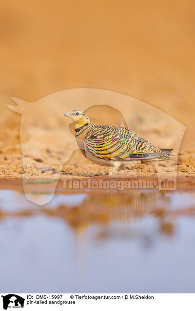 Spieflughuhn / pin-tailed sandgrouse / DMS-15997