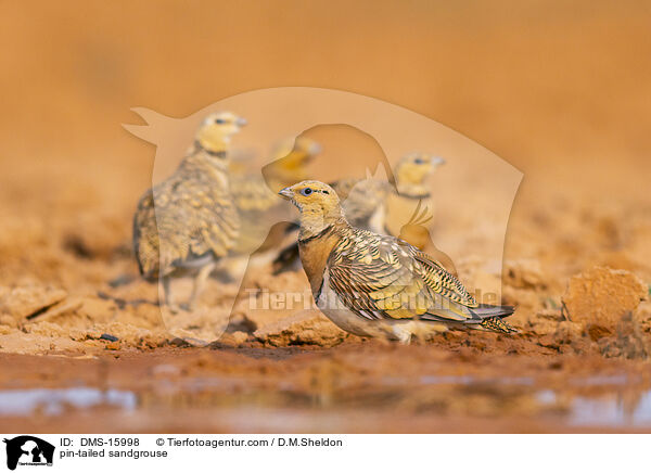 Spieflughuhn / pin-tailed sandgrouse / DMS-15998