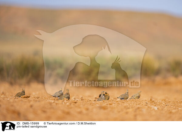 Spieflughuhn / pin-tailed sandgrouse / DMS-15999