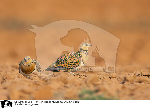 Spieflughuhn / pin-tailed sandgrouse / DMS-16001