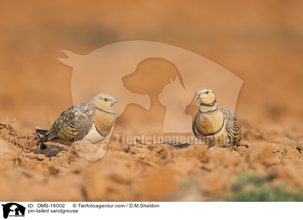 Spieflughuhn / pin-tailed sandgrouse / DMS-16002