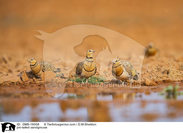 Spieflughuhn / pin-tailed sandgrouse / DMS-16008