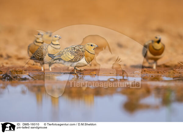 Spieflughuhn / pin-tailed sandgrouse / DMS-16010