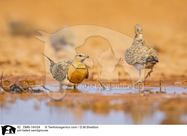 Spieflughuhn / pin-tailed sandgrouse / DMS-16028