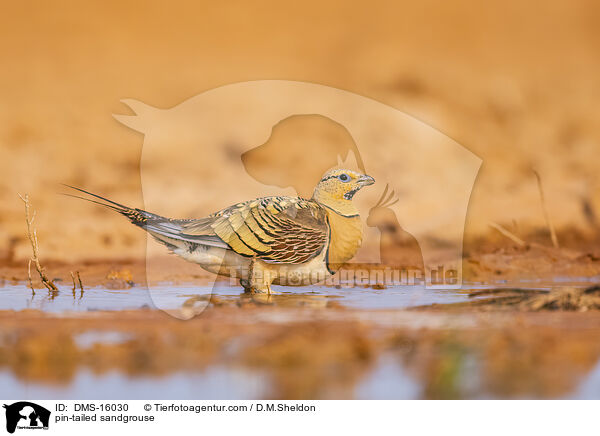 Spieflughuhn / pin-tailed sandgrouse / DMS-16030