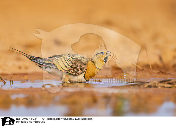 Spieflughuhn / pin-tailed sandgrouse / DMS-16031