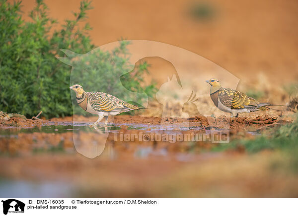 Spieflughuhn / pin-tailed sandgrouse / DMS-16035