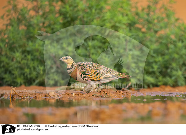 Spieflughuhn / pin-tailed sandgrouse / DMS-16036