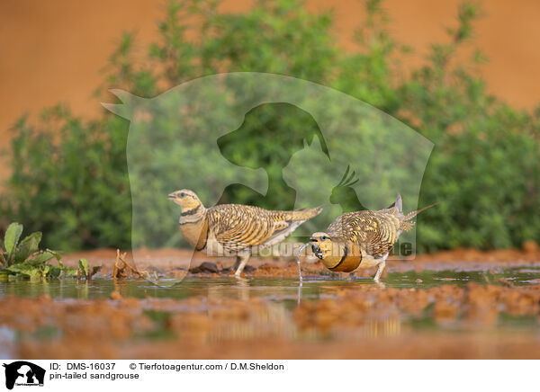 Spieflughuhn / pin-tailed sandgrouse / DMS-16037