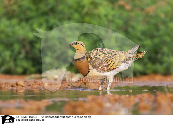 Spieflughuhn / pin-tailed sandgrouse / DMS-16038